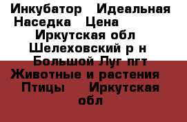 Инкубатор - Идеальная Наседка › Цена ­ 3 000 - Иркутская обл., Шелеховский р-н, Большой Луг пгт Животные и растения » Птицы   . Иркутская обл.